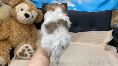 成約済の兵庫県のチワワ(ロングコート)-319006の4枚目